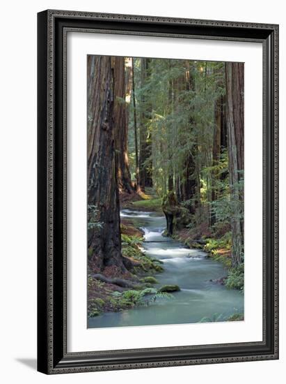 Redwood Forest IV-Rita Crane-Framed Photographic Print