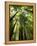 Redwood Forest, Rotorua, New Zealand-David Wall-Framed Premier Image Canvas