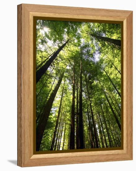 Redwood Forest, Rotorua, New Zealand-David Wall-Framed Premier Image Canvas