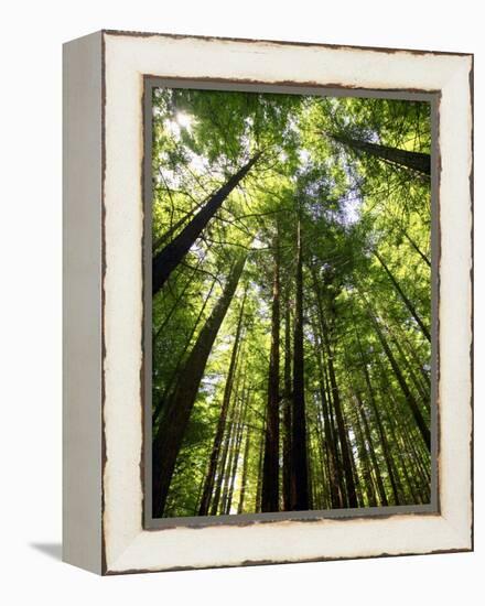 Redwood Forest, Rotorua, New Zealand-David Wall-Framed Premier Image Canvas