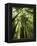 Redwood Forest, Rotorua, New Zealand-David Wall-Framed Premier Image Canvas