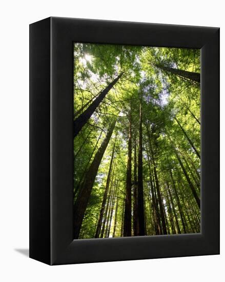 Redwood Forest, Rotorua, New Zealand-David Wall-Framed Premier Image Canvas