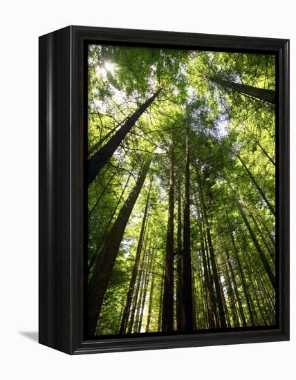 Redwood Forest, Rotorua, New Zealand-David Wall-Framed Premier Image Canvas