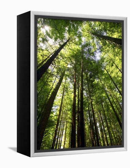 Redwood Forest, Rotorua, New Zealand-David Wall-Framed Premier Image Canvas