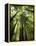 Redwood Forest, Rotorua, New Zealand-David Wall-Framed Premier Image Canvas