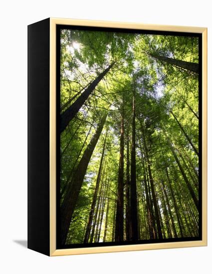 Redwood Forest, Rotorua, New Zealand-David Wall-Framed Premier Image Canvas