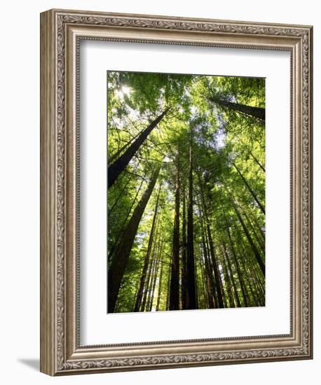 Redwood Forest, Rotorua, New Zealand-David Wall-Framed Photographic Print