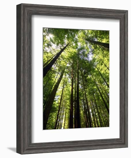 Redwood Forest, Rotorua, New Zealand-David Wall-Framed Photographic Print