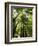 Redwood Forest, Rotorua, New Zealand-David Wall-Framed Photographic Print