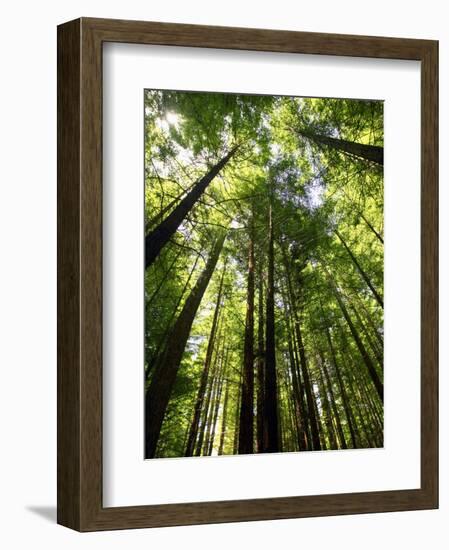 Redwood Forest, Rotorua, New Zealand-David Wall-Framed Photographic Print