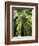 Redwood Forest, Rotorua, New Zealand-David Wall-Framed Photographic Print