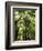 Redwood Forest, Rotorua, New Zealand-David Wall-Framed Photographic Print