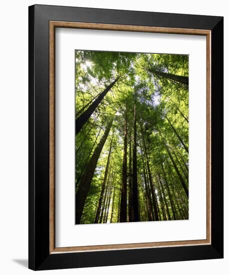 Redwood Forest, Rotorua, New Zealand-David Wall-Framed Photographic Print