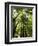 Redwood Forest, Rotorua, New Zealand-David Wall-Framed Photographic Print