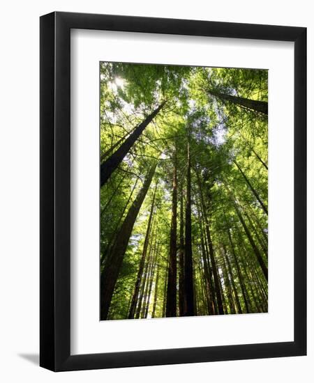 Redwood Forest, Rotorua, New Zealand-David Wall-Framed Photographic Print