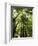 Redwood Forest, Rotorua, New Zealand-David Wall-Framed Photographic Print