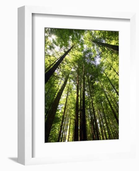 Redwood Forest, Rotorua, New Zealand-David Wall-Framed Photographic Print