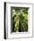 Redwood Forest, Rotorua, New Zealand-David Wall-Framed Photographic Print