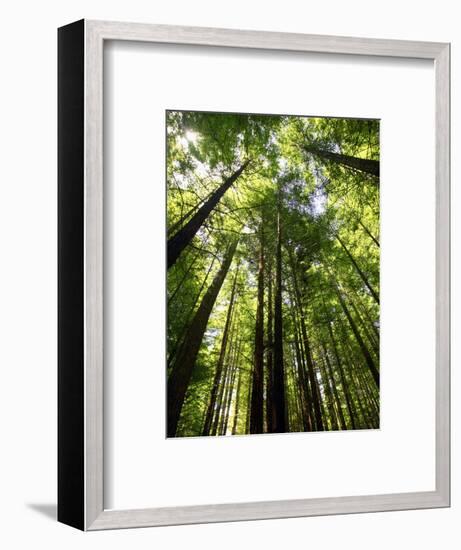 Redwood Forest, Rotorua, New Zealand-David Wall-Framed Photographic Print