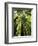 Redwood Forest, Rotorua, New Zealand-David Wall-Framed Photographic Print