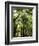 Redwood Forest, Rotorua, New Zealand-David Wall-Framed Photographic Print