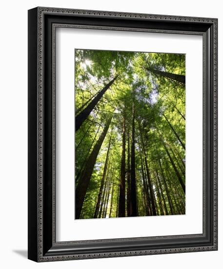 Redwood Forest, Rotorua, New Zealand-David Wall-Framed Photographic Print