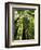 Redwood Forest, Rotorua, New Zealand-David Wall-Framed Photographic Print