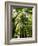 Redwood Forest, Rotorua, New Zealand-David Wall-Framed Photographic Print