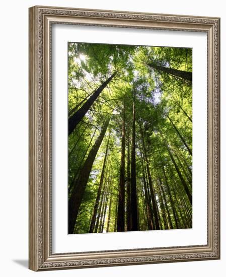 Redwood Forest, Rotorua, New Zealand-David Wall-Framed Photographic Print