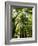 Redwood Forest, Rotorua, New Zealand-David Wall-Framed Photographic Print