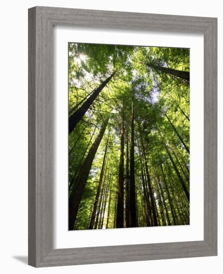 Redwood Forest, Rotorua, New Zealand-David Wall-Framed Photographic Print