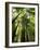 Redwood Forest, Rotorua, New Zealand-David Wall-Framed Photographic Print