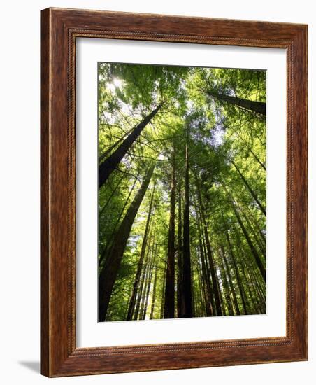 Redwood Forest, Rotorua, New Zealand-David Wall-Framed Photographic Print