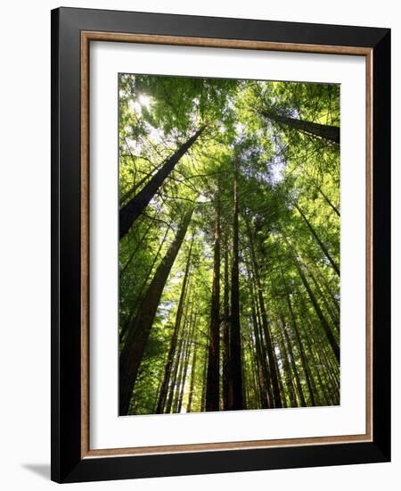 Redwood Forest, Rotorua, New Zealand-David Wall-Framed Photographic Print