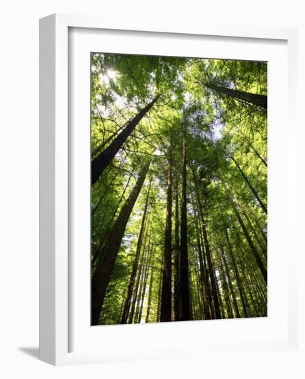 Redwood Forest, Rotorua, New Zealand-David Wall-Framed Photographic Print