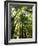 Redwood Forest, Rotorua, New Zealand-David Wall-Framed Photographic Print