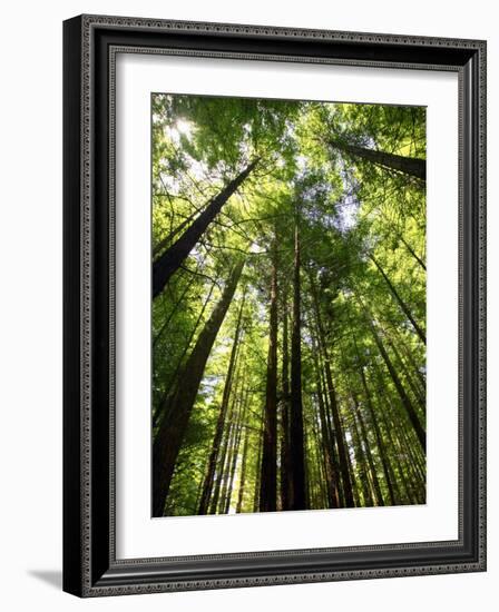 Redwood Forest, Rotorua, New Zealand-David Wall-Framed Photographic Print