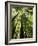 Redwood Forest, Rotorua, New Zealand-David Wall-Framed Photographic Print