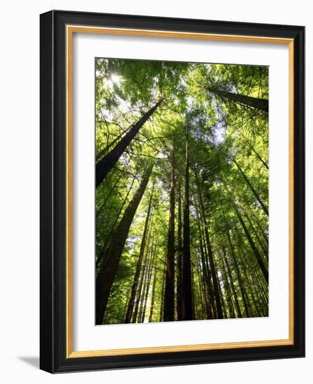 Redwood Forest, Rotorua, New Zealand-David Wall-Framed Photographic Print