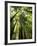 Redwood Forest, Rotorua, New Zealand-David Wall-Framed Photographic Print