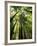 Redwood Forest, Rotorua, New Zealand-David Wall-Framed Photographic Print