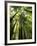 Redwood Forest, Rotorua, New Zealand-David Wall-Framed Photographic Print