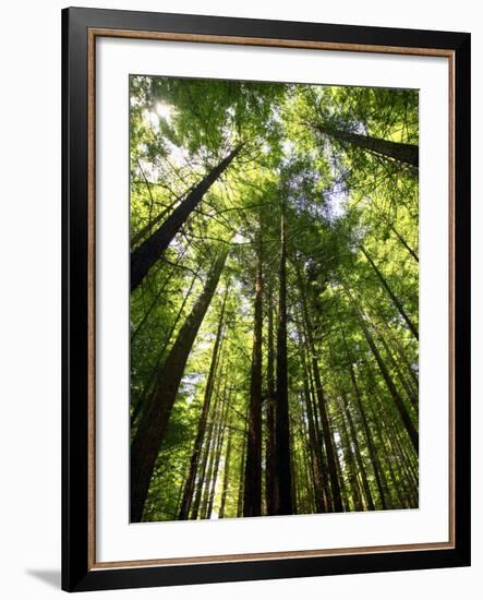 Redwood Forest, Rotorua, New Zealand-David Wall-Framed Photographic Print