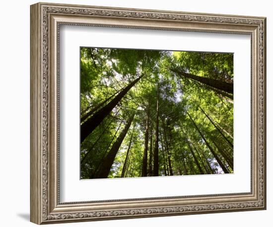 Redwood Forest, Rotorua, New Zealand-David Wall-Framed Photographic Print