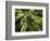 Redwood Forest, Rotorua, New Zealand-David Wall-Framed Photographic Print