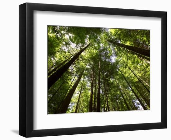 Redwood Forest, Rotorua, New Zealand-David Wall-Framed Photographic Print