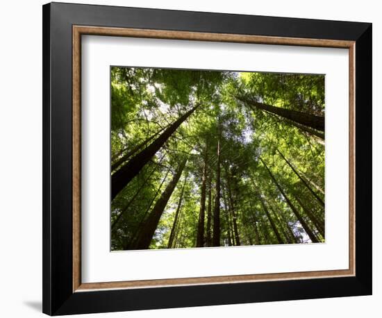 Redwood Forest, Rotorua, New Zealand-David Wall-Framed Photographic Print