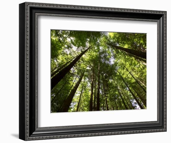 Redwood Forest, Rotorua, New Zealand-David Wall-Framed Photographic Print