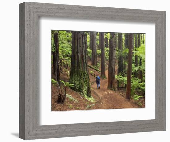 Redwood Forest, Rotorua, New Zealand-David Wall-Framed Photographic Print