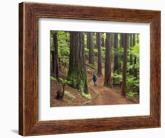 Redwood Forest, Rotorua, New Zealand-David Wall-Framed Photographic Print